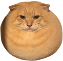 :Chat_boule: