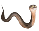 :Chat-Serpent: