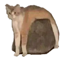 :chatpierre: