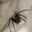 Photo de profil de Rosarugosa