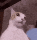 :Chat_dingo: