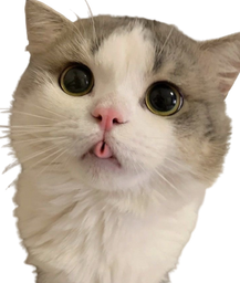 :Chat_blblbl: