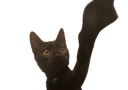 :chat_heil: