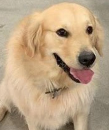 :goldendoggo: