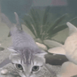 :Poisson_chatte_a: