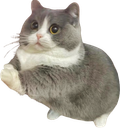 :Chappuie: