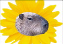 :capybara_fleur: