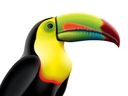 :toucan: