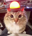 :chat_gyrophare: