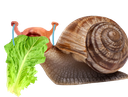 :escargot_triste: