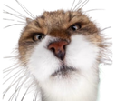 :Chat_daron_: