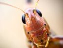 :insecte: