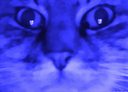 :Chat_Multicolore: