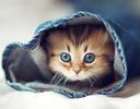 :Chat_mignon_: