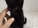 :gratte_chaton: