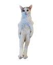 :Felin: