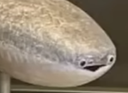 :Snafish: