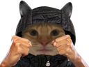 :Chat_bagarre: