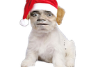 :Chien_Bourdon_Noel: