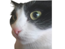 :chatintrigue: