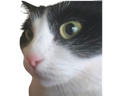 :chatintrigue: