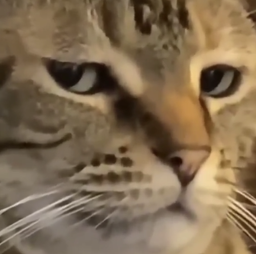 :chau: