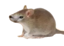 :chatsouris: