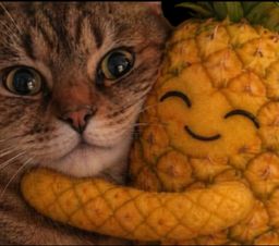 :chat_zoom_ananas_calin: