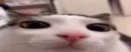 :plink: