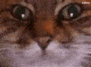 :Chat_lunette_anime: