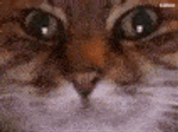 :Chat_lunette_anime: