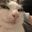 Photo de profil de Onchiste