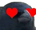 :corbeaucoeur: