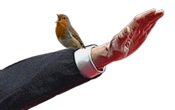 :Bras_oiseau: