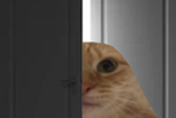 :Chat_porte:
