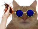 :chat_bugs: