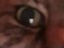 :chat_zoom_moitie: