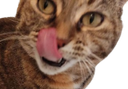 :chaton_langue: