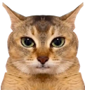:chatde_zoom: