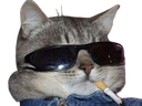 :chat_fume_clope: