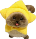 :ChatEtoiles_Mignon: