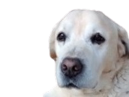:dog_sad: