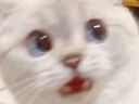 :SurpriseCAt: