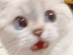 :SurpriseCAt: