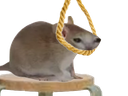 :chrat_suicide: