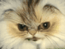 :chamache: