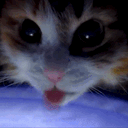 :Chat_assoife: