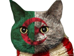 :Chat-Algerie: