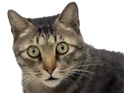 :chat_ahuri2: