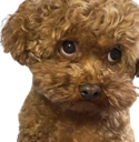 :doggo_triste: